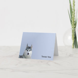 Carte De Remerciements Sibérien Husky sur Arrière - plan bleu