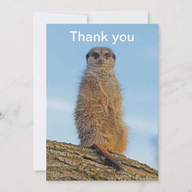 Carte De Remerciements Suricate (Devant)