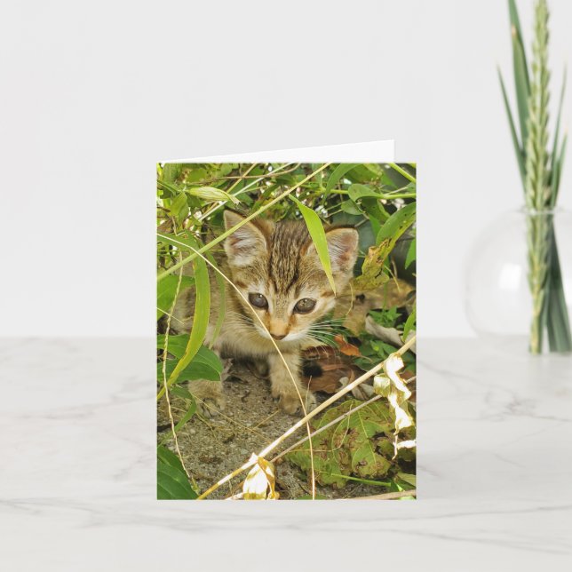 Carte De Remerciements Tabby kitten (Devant)
