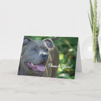 Thank you Blue pitbull dog greeting card