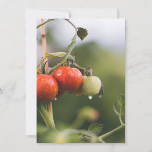 Carte De Remerciements tomates mouillées sur la vigne