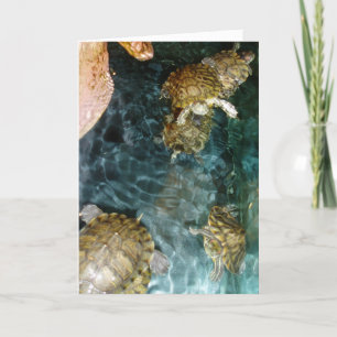 carte de remerciements "Tortues de nage"