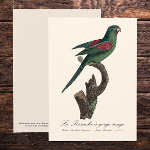 Carte De Remerciements Touï à gorge orange, Brotogeris jugularis