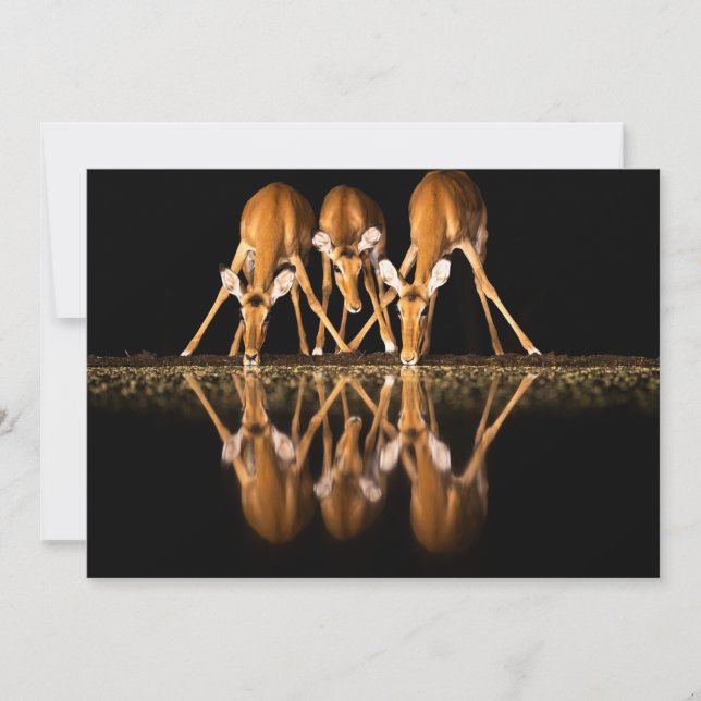 Carte De Remerciements Trois impalas boivent ensemble la nuit (Devant)