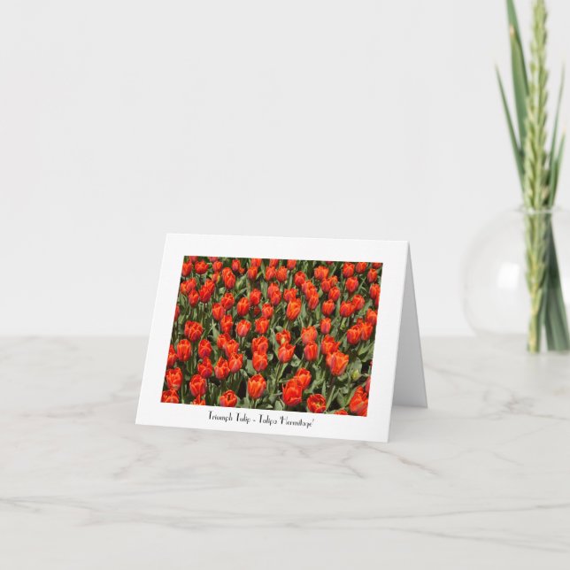 Carte De Remerciements Tulip Blank All Occassion Folded Greeting Card (Devant)