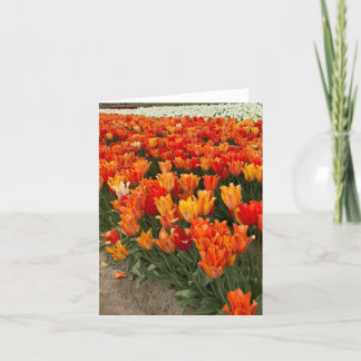Carte De Remerciements Tulipes oranges dans le champ, Woodburn, OU
