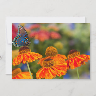 Carte De Remerciements Un Papilio troilus, Papilio troilus