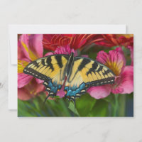 Un papillon Papilio glaucus