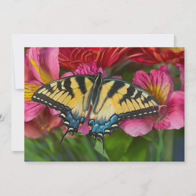 Carte De Remerciements Un papillon Papilio glaucus (Devant)