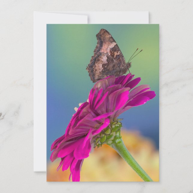 Carte De Remerciements Un papillon Papilio Multicaudatus (Devant)