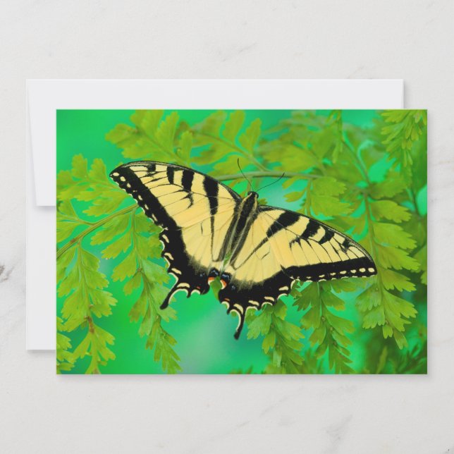 Carte De Remerciements Un papillon Papilio posé (Devant)