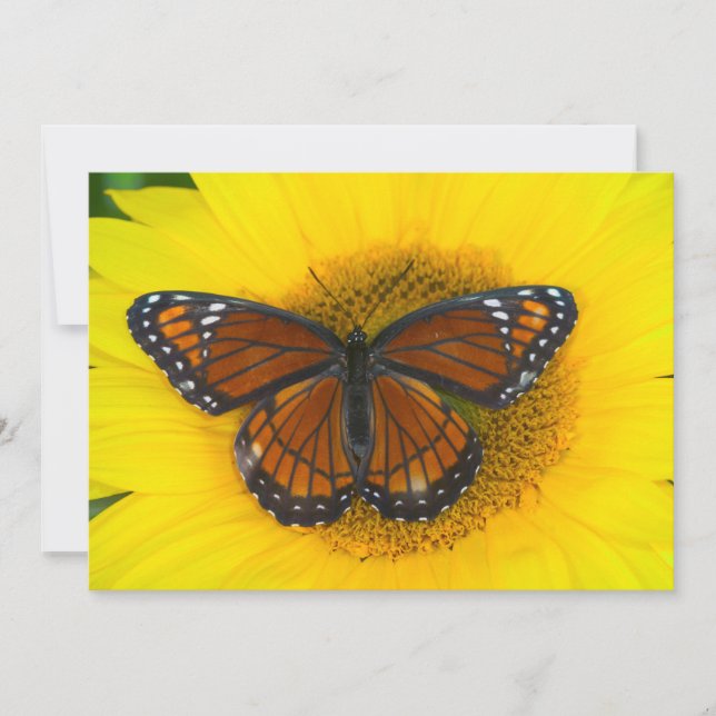 Carte De Remerciements Un papillon vice-roi | Limenitis Archippus (Devant)