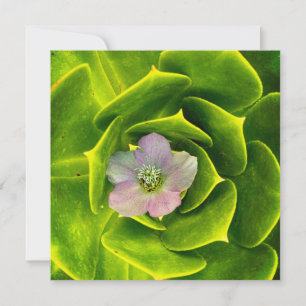 Carte De Remerciements Une Hellébore, une rose de carême