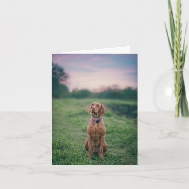 Carte De Remerciements vizsla assise (Devant)