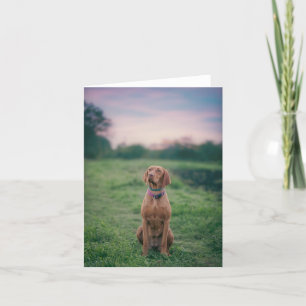 Carte De Remerciements vizsla assise