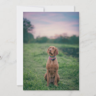 Carte De Remerciements vizsla assise