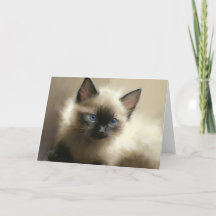 Vue de l'Innocence Siamese Kitten Portrait Card