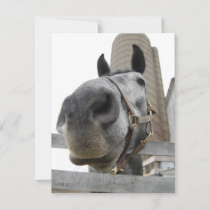 Carte De Remerciements Wanna Horse Autour