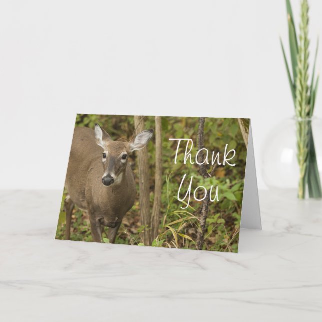 Carte De Remerciements White Tailed (Devant)