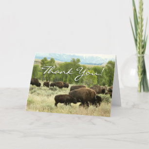 Carte De Remerciements Wyoming Bison Nature Animal Photographie