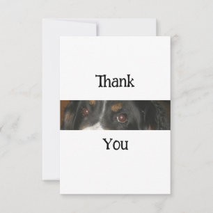 Carte De Remerciements Yeux bernois de chien de montagne