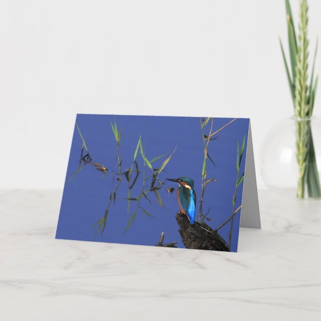 Carte de repos de martin-pêcheur (Devant)