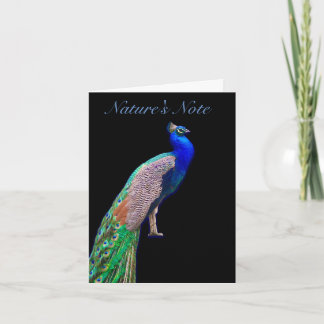 CARTE DE REPOS PHOTO PHÉASANT PEACOCK