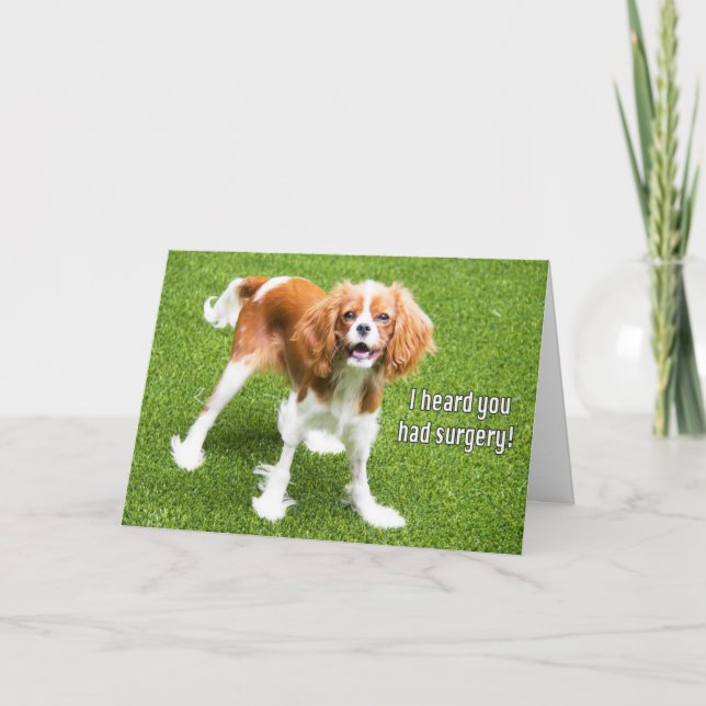Carte de rétablissement Cavalier King Charles Span (Devant)