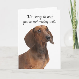 Carte de rétablissement pour Dachshund
