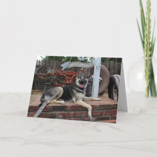 Carte de retraite pour chien chanceux Berger allem