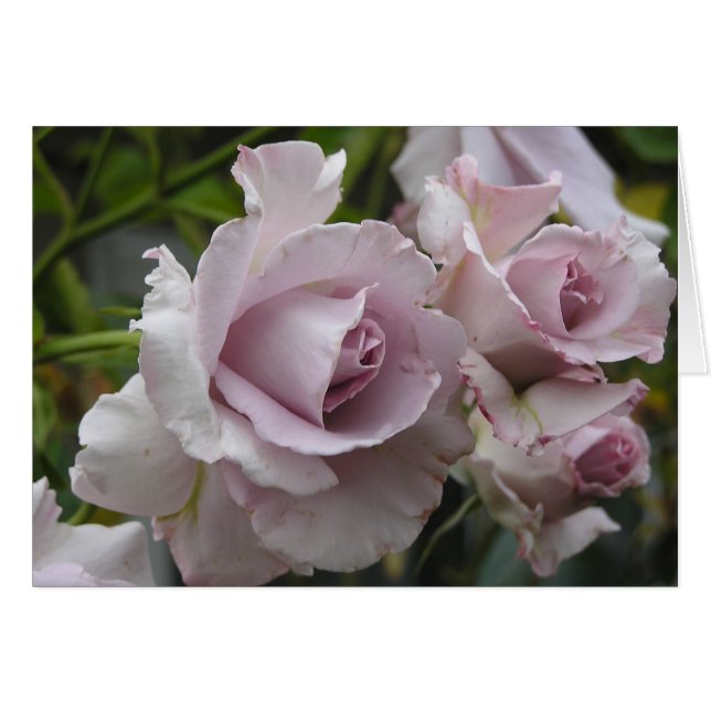 Carte de roses de lavande (Devant horizontal)