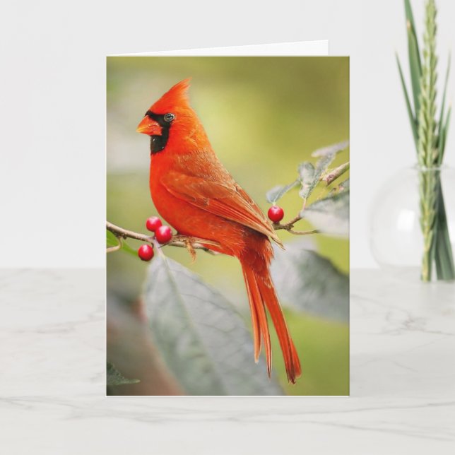 CARTE DE SALUT D'ANNIVERSAIRE CARDINAL ROUGE (Devant)