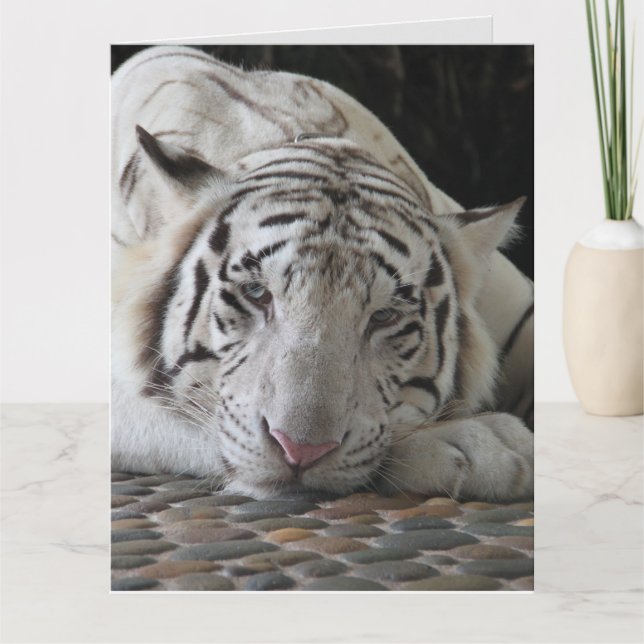 CARTE DE SALUT D'ANNIVERSAIRE DU TIGRE BLANC (Devant)