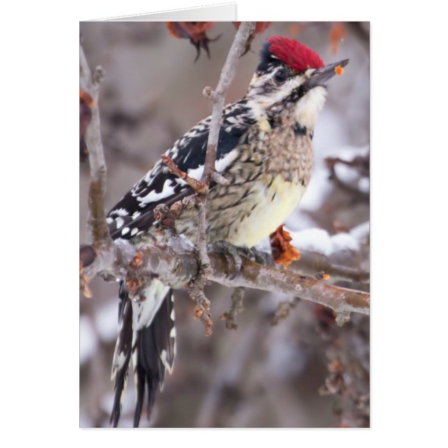 Carte de Sapsucker à ventre jaune en hiver (Devant)