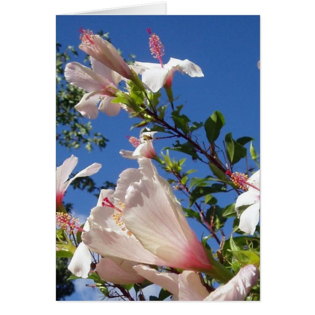 Carte de scène Hibiscus (Devant)