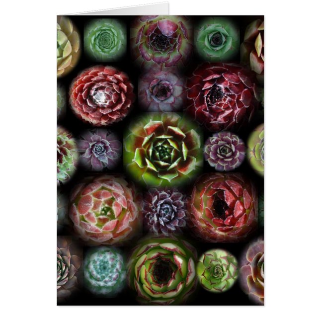 Carte de Sempervivum (Devant)