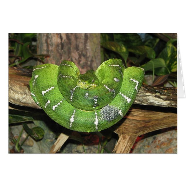 Carte de serpent Emerald Tree Boa (Devant Horizontal)