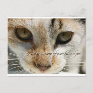 carte de sympathie du chat