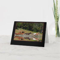 Carte De Sympathie Du Cheval, Avec Des Chevaux De 