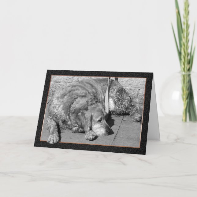 Carte de sympathie pour chien de compagnie (Devant)
