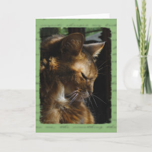 Carte de sympathie somalienne de chat