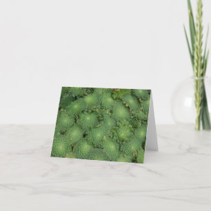 Carte de tabuliforme d'Aeonium