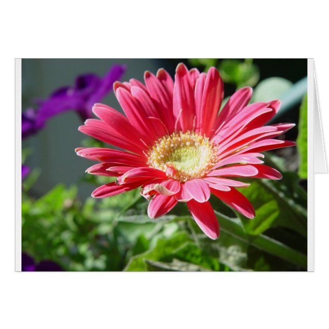 Carte de taille rose (Devant horizontal)