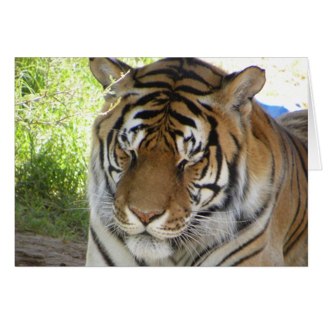 Carte de tigre dormant (h) (Devant horizontal)