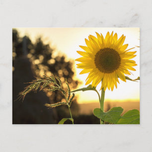 Carte de tournesol