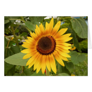 Carte de tournesol blanche pour la fierté d'invali