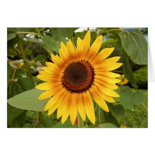 Carte de tournesol blanche pour la fierté d'invali (Devant horizontal)