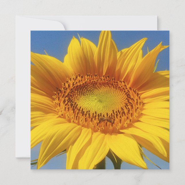 Carte de tournesol jaune (Devant)