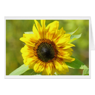 Carte de tournesol jaune