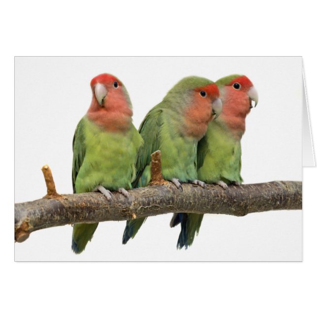Carte de trio de bip (Devant horizontal)